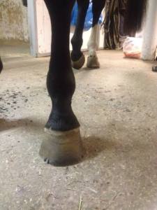 sparkskada hest eft 30 min lys