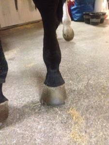 sparkskada hest før lys